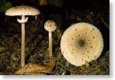 Macrolepiota Procera