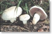 Agaricus Campestris