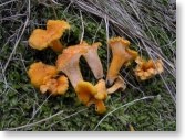 Cantarellus Friesii