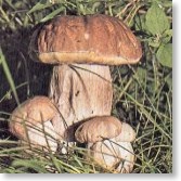 Boletus Edulis