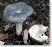 Russula Cyanoxantha