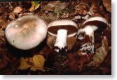 Clitocybe Nebularis