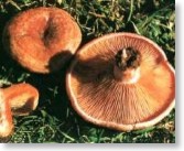 Lactarius Deliciosus